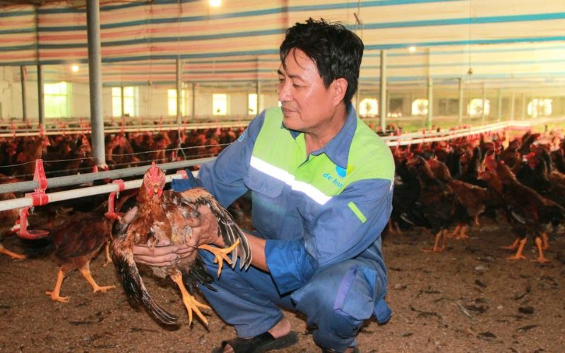 Chế độ nuôi gà đá bo